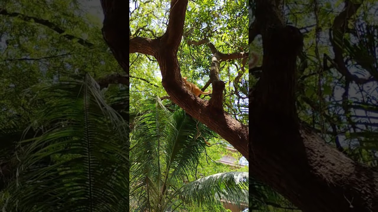 My crackhead cat climbs a tree 