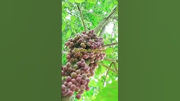 món quà của núi rừng 🥰