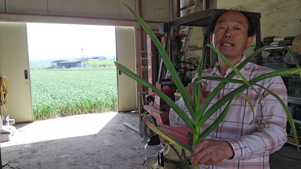 영천 마늘 돈버는농사 고자리파리 무름병 흑색석음병