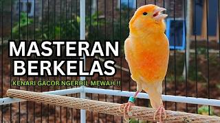 Kenari Gacor Ngerol Sampai Tuntas – Cocok untuk Isian & Pancingan  Kenari PAUD AGAR BUNYi!