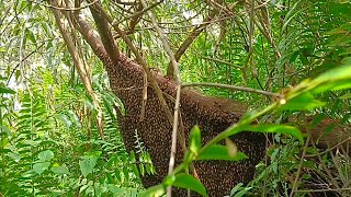 panen ke 2 tapi madunya tetap istimewa #lebah #madu #apisdorsata #hutan #alam #riau