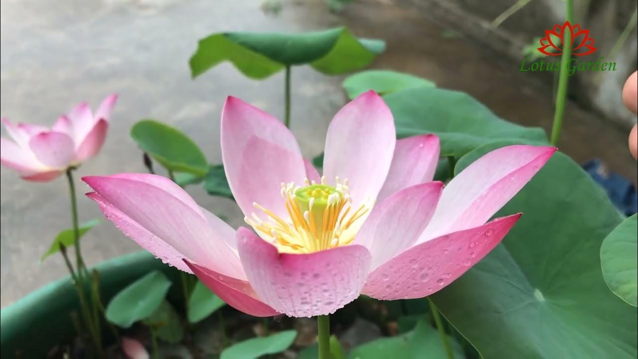 You can also grow mini lotus at home grow lotus at home YouTube