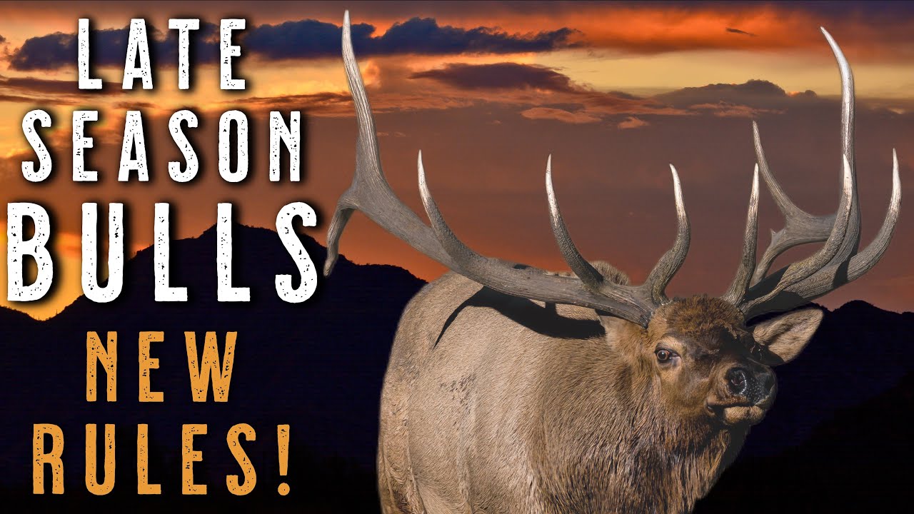 LATE SEASON ELK HUNTING TIPS How Bull Behavior Changes After The Rut