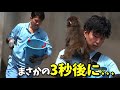 【パンチくん🐵】大好きな飼育員さんなのにあっさり乗り換えるところがパンチらしい♡