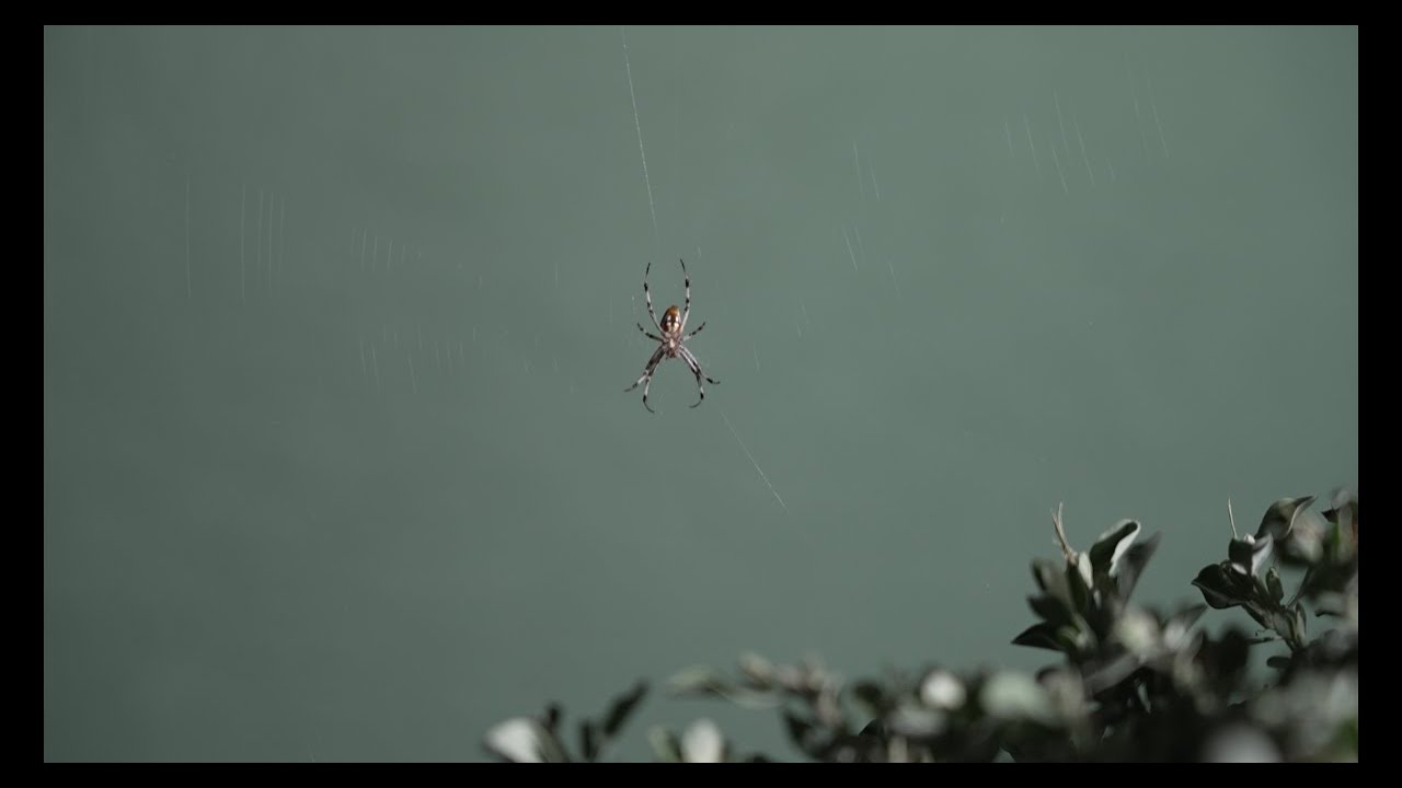 Time-Lapse of Spider Making Its Web Is Mesmerizing - Nerdist