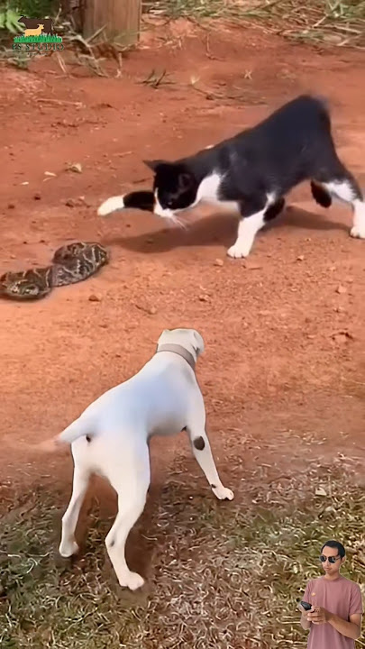 Anjing menggonggong melihat seekor Kucing mengganggu Ular #animals #anjing #kucing #ular