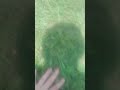 yummy grass 😋 #usethisaudio #touchinggrass