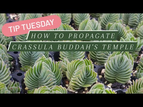 Video: Crassula 