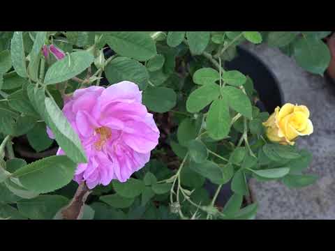 Glupy the Cat and the Rosa Damascena