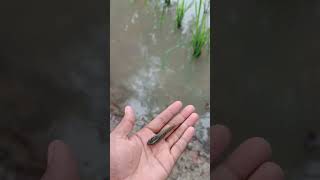 Download Lagu Release baby snakehead fish.#official mr vish MP3