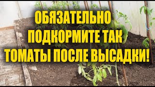 ВАЖНАЯ ПОДКОРМКА ТОМАТОВ ПОСЛЕ ВЫСАДКИ! НЕ ПРОПУСТИТЕ ЭТУ ПОДКОРМКУ ТОМАТОВ В МАЕ, ИЮНЕ!