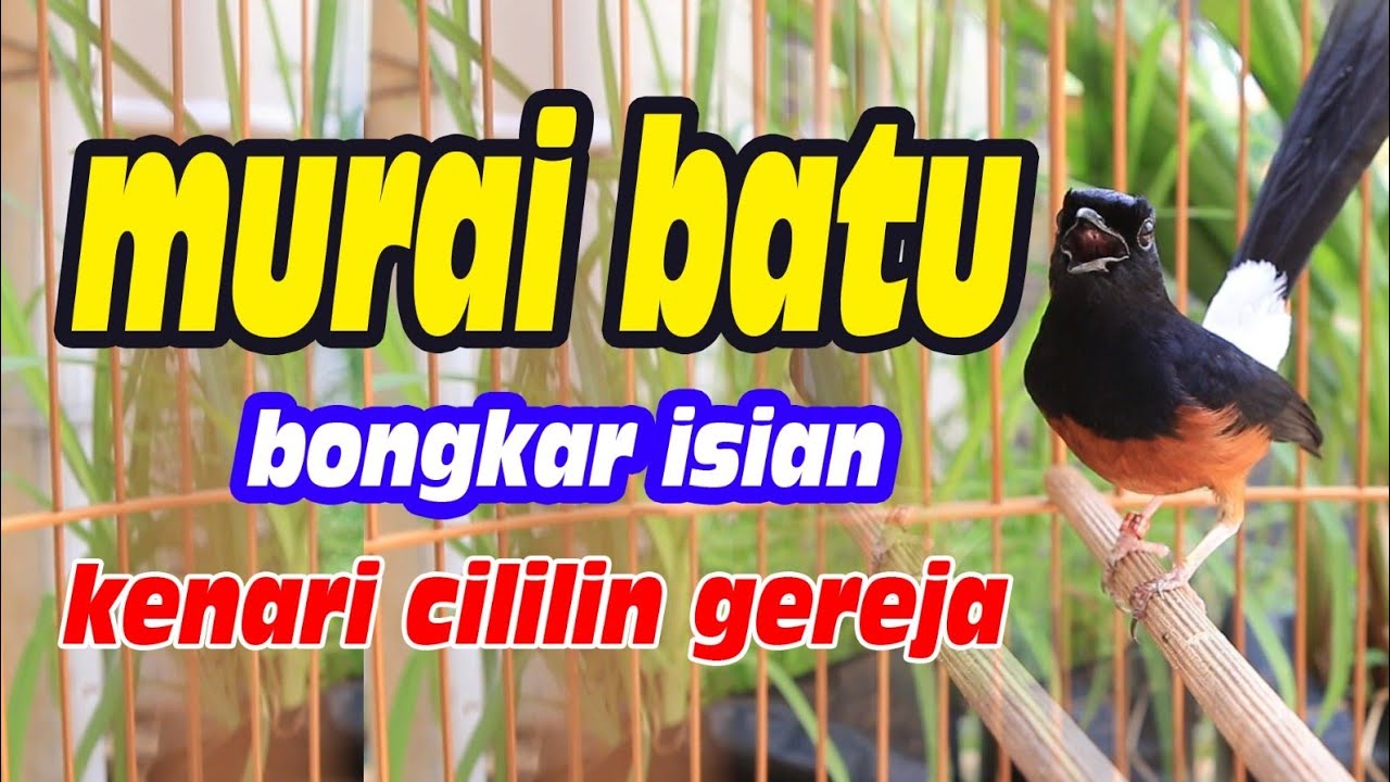 PANCINGAN MURAI BATU GACOR DOR BONGKAR ISIAN,  CILILIN KENARI GACOR PANJANG