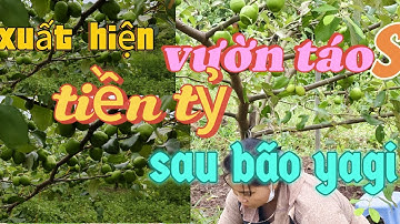 Vườn Táo Giá trị Sai Quả Nhất Tại Lục Ngạn Bắc Giang Trống Chọi Dk Cơn Bão Yagi...