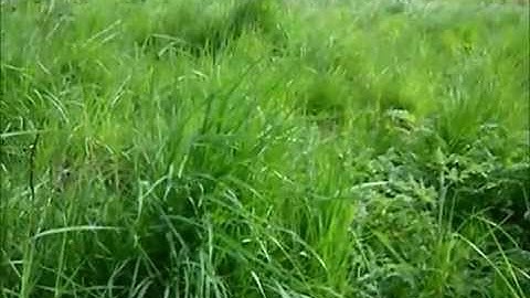 Mob grazing - small scale