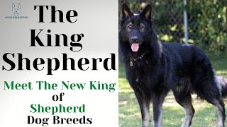 King Shepherd: The King Of Shepherd Dog Breeds