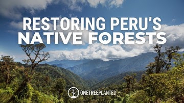 Indigenous-Led Reforestation in the Amazon | One Tree Planted