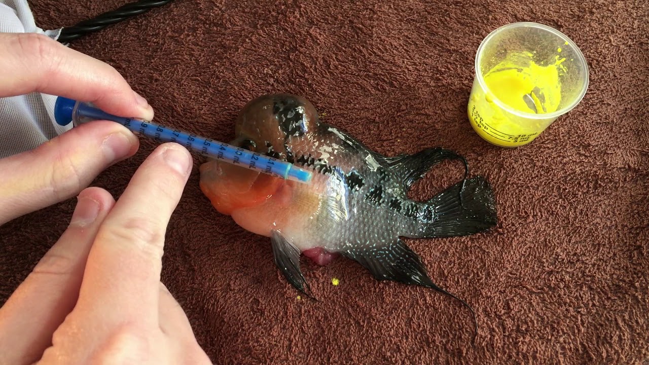 How To Use Clear On Your FlowerHorn