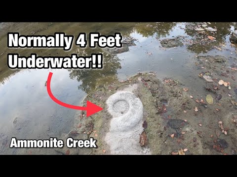 Texas DROUGHT Exposing 3D FOSSILS In MOST CREEKS!!