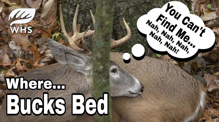 Where To Hunt Buck Bedding Areas