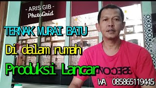 penangkaran murai batu di dalam rumah| produksi lancar