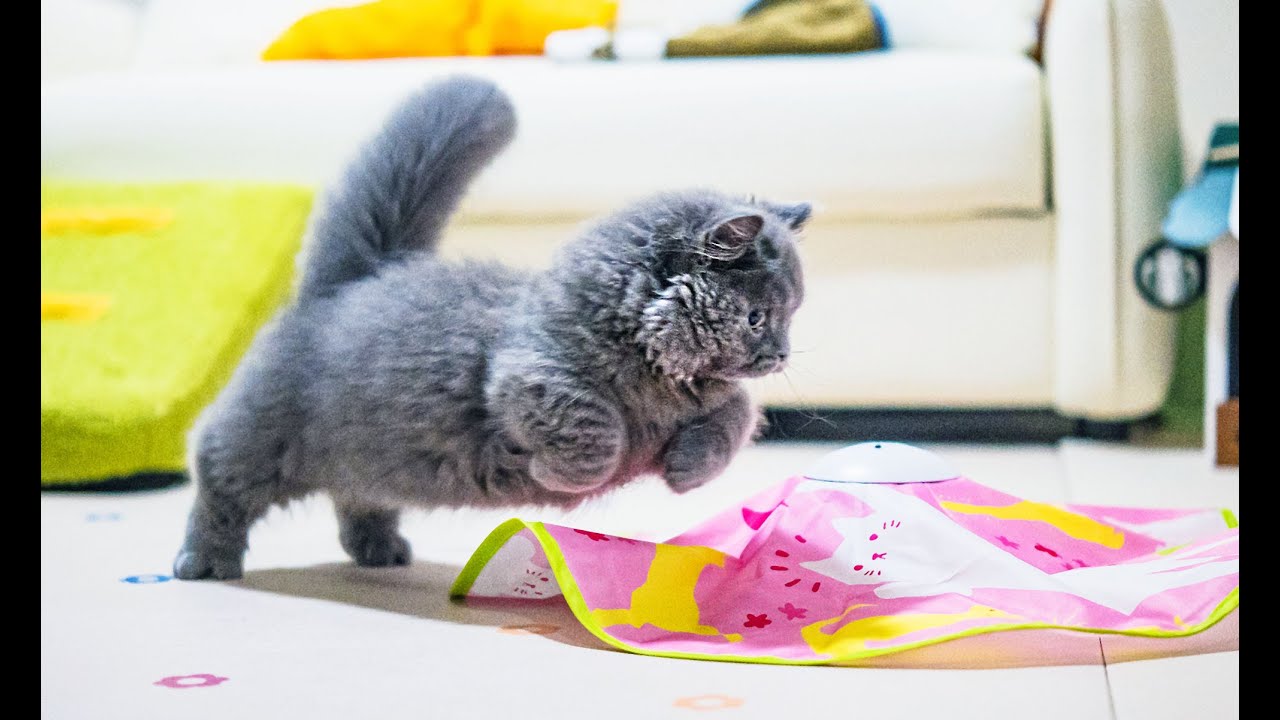 the-best-cat-toy-no-doubt-youtube