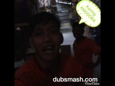 Kucing anggora