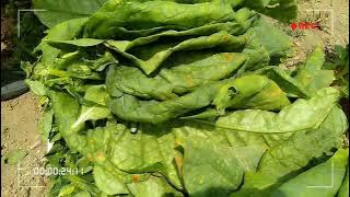 Tembakau Dataran Rendah #shorts #short