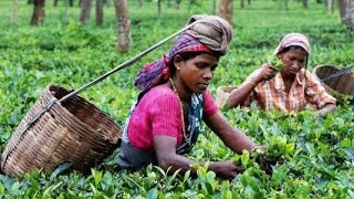 ►”Tea Garden” | Industrial Tea Processing