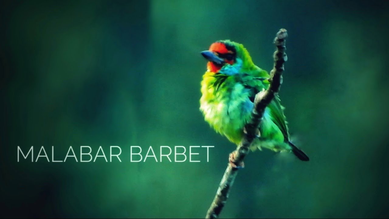 The Malabar Barbet (Megalaima malabarica) | Barbets of India | 