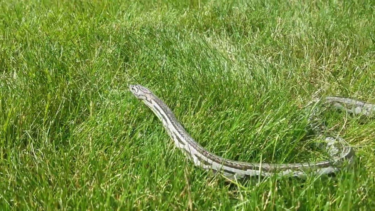 camera iphone 8 plus apk Warric. Anery Zagtec Corn Snake