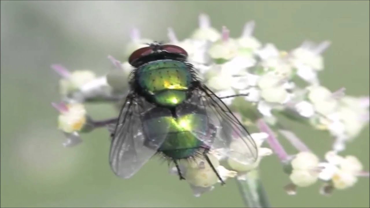 TERAPIA LARVAL 