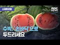 [스마트 리빙] 수박, '손바닥'으로 두드리세요 (2020.08.12/뉴스투데이/MBC)
