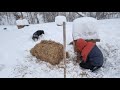 Спасённым собакам негде жить🥺копим 🙏на  строительство новых вольеров 🏠🏠🏠