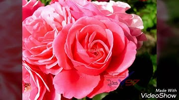 سورة الناس للشيخ مشاري بن راشد العفاسي |The Holy Quran