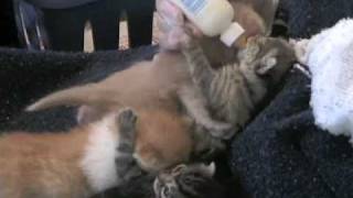 Kittens Bottle Fight