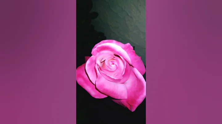 Winter Roses