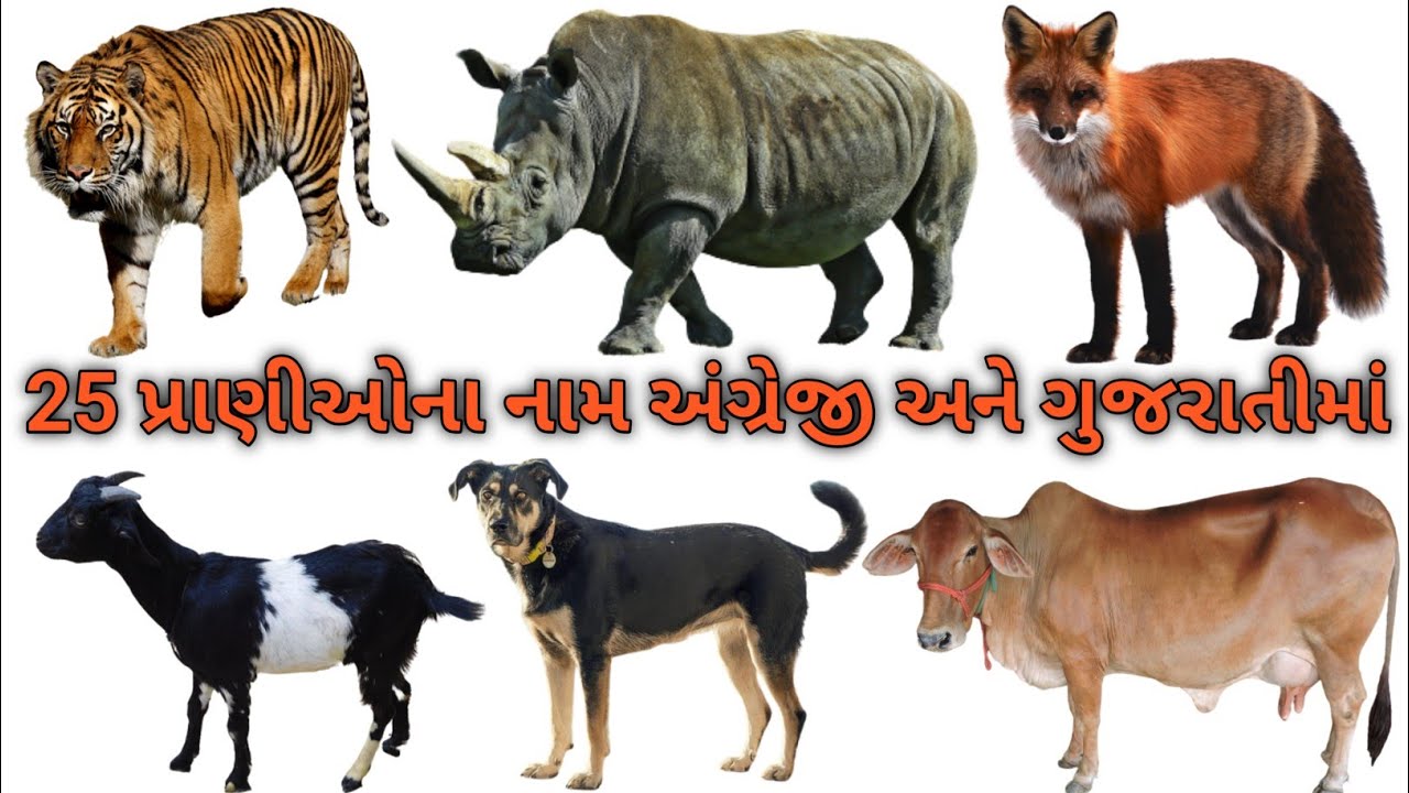 25 Animals Name In Gujarati And English With Pictures 25-animals-name-in-gujarati-and-english-with-pictures