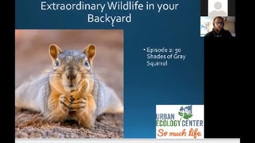 Fifty Shades of Grey Squirrels - Backyard Naturalist Lecture Series