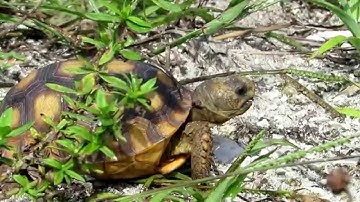 Allman - Gopher Tortoise Hatchling - Buckingham - Fall 2014