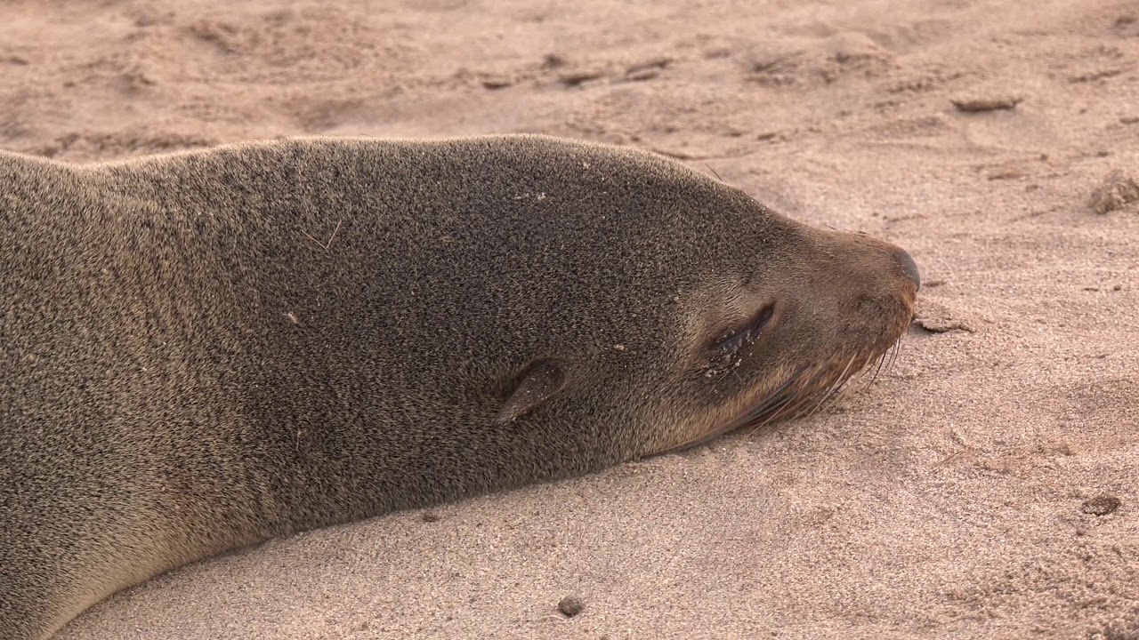 Cape Cross Seal Colony, Namibia, Africa