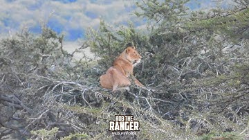 The Tree Climbing Lions Of Mara Ripoi Conservancy!! | Lalashe Mara Ripoi Safari