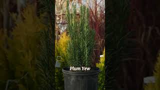 Plum Yews Deer Resistant Evergreen Shrubs, Perfect For Hedges