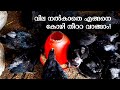 കരിങ്കോഴികളെ ലാഭകരമായി വളര്‍ത്താം | Kadaknath Poultry | Poultry Farming Tips