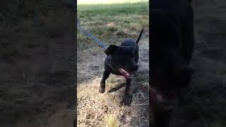 American Pitbull Terrier