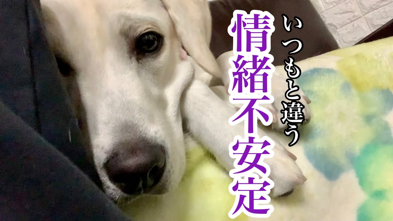 手術後は情緒不安定？いつもとちょと違う ラブラドールレトリバー Emotionally unstable dog Labrador
