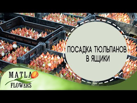 Посадка тюльпанов в ящики