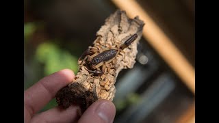 :    Centruroides bicolor,Centruroides gracilis. ,    .