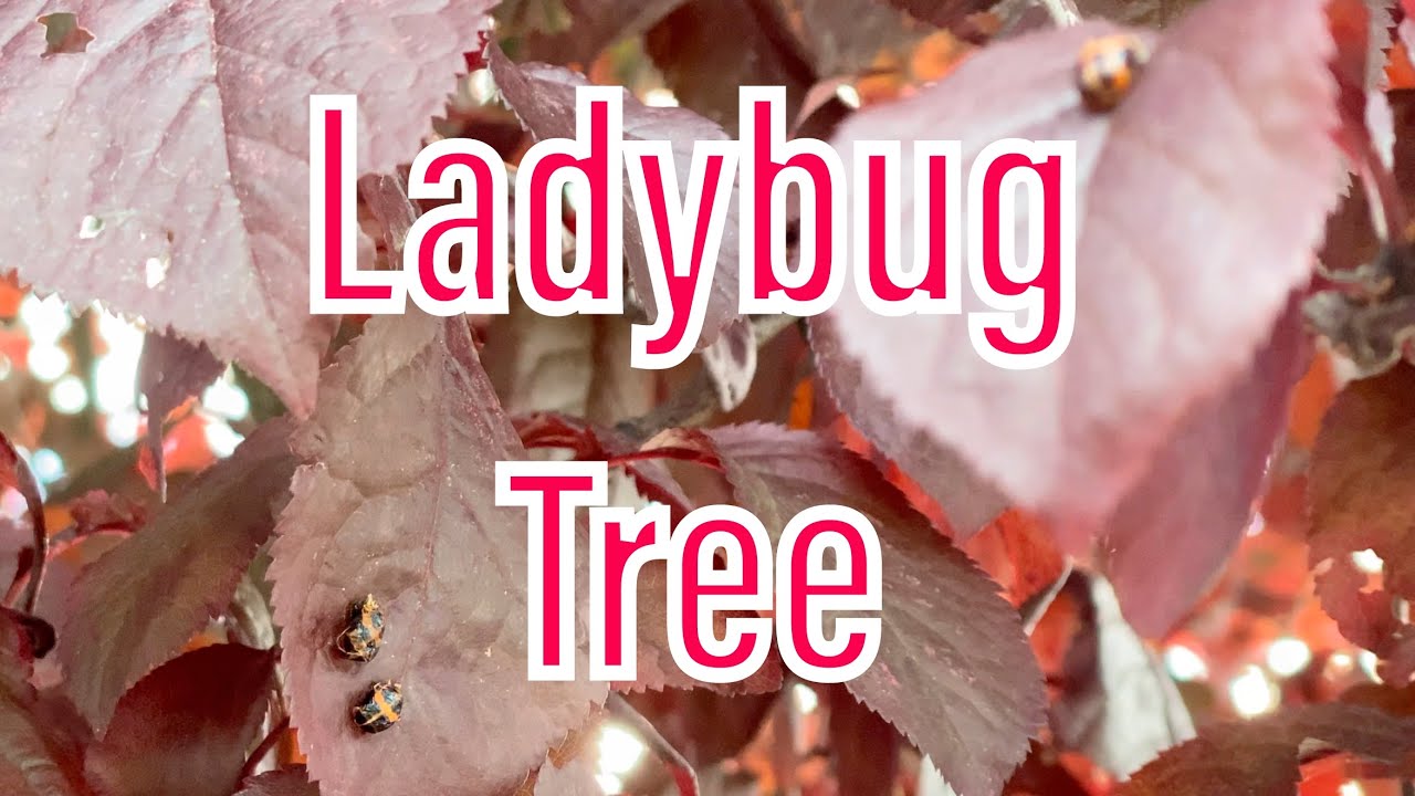 Beyond Garden (June 16) - tree full of ladybug pupa