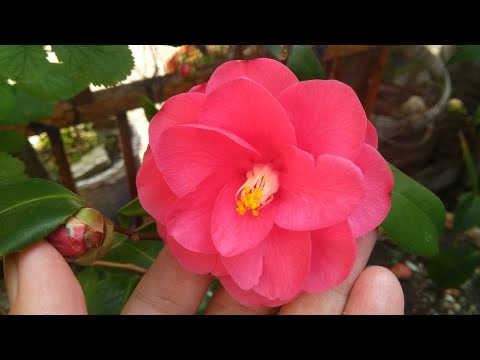 Kamelya Çiçeği Bakımı ve Üretimi ( Camellia Japonica )