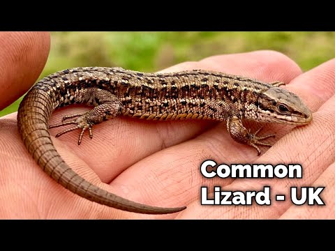 Video: An amazing creation of nature - a viviparous lizard